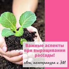 Важные аспекты выращивания рассады