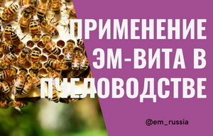 Применение препарата ЭМ-Вита в пчеловодстве